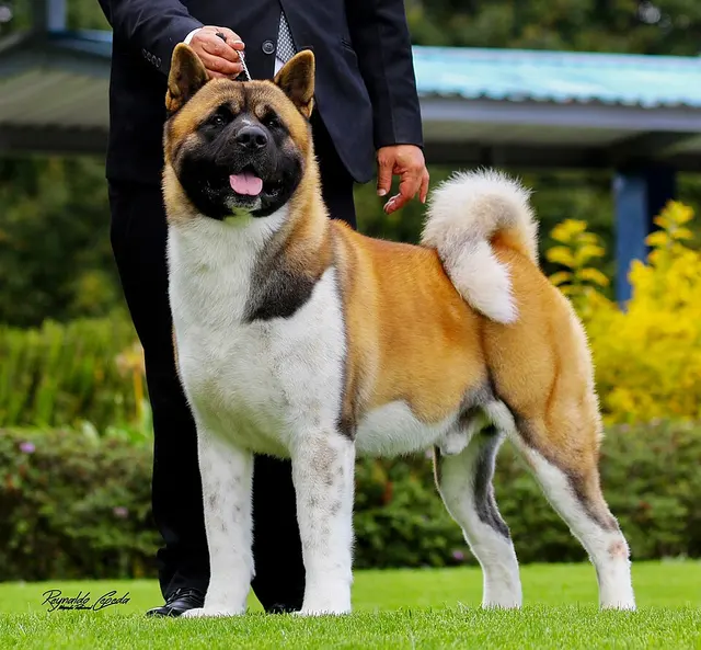 Akita américain