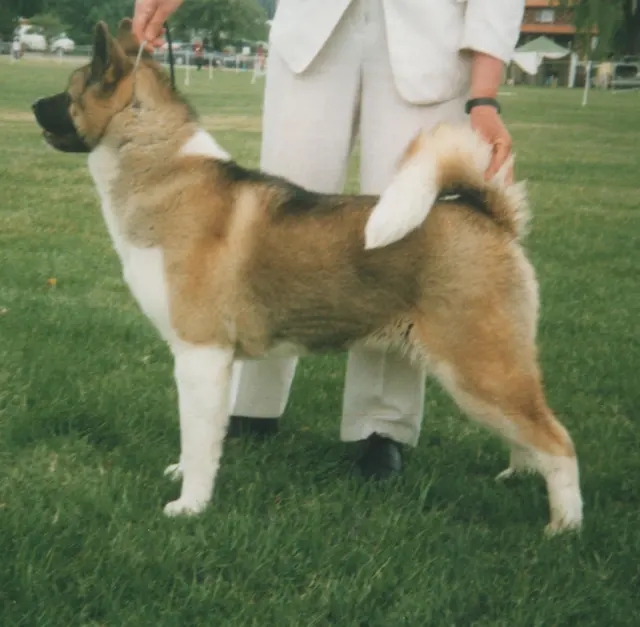 Akita américain