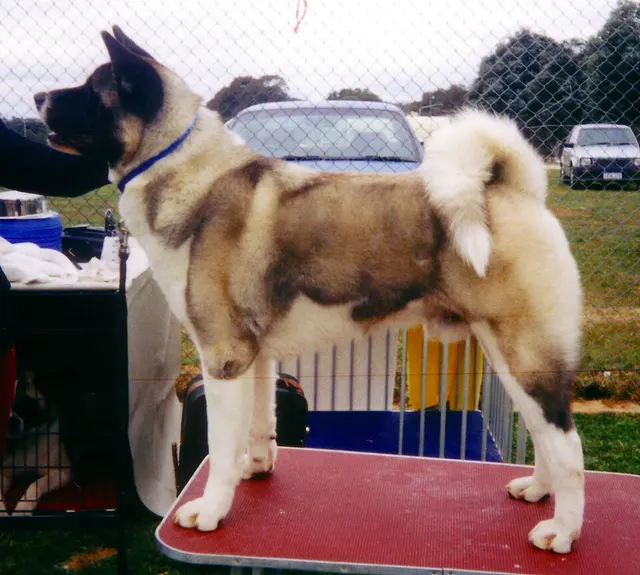 Akita américain