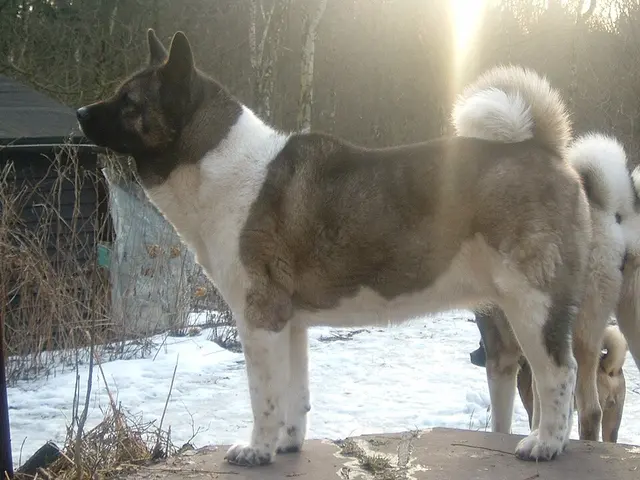 Akita américain