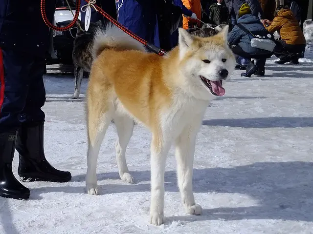 Akita Inu