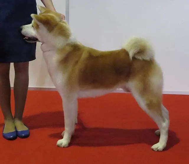 Akita Inu
