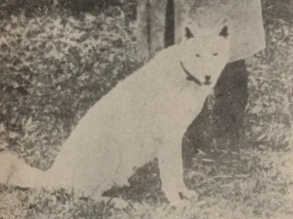 Akita matagi