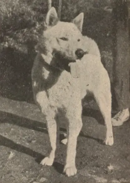 Akita matagi