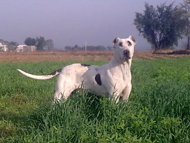 Alangu Mastiff