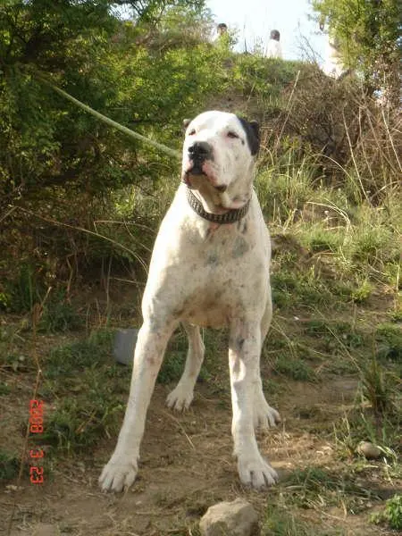 Alangu Mastiff