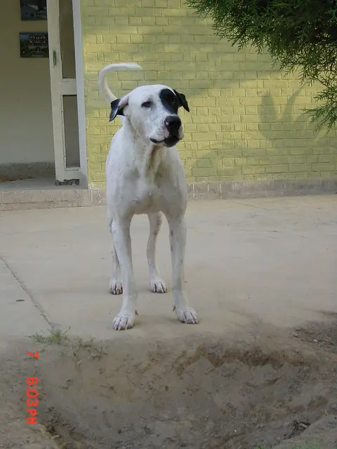 Alangu Mastiff