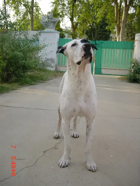 Alangu Mastiff