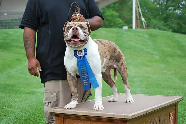 Alapaha Blue Blood Bulldog