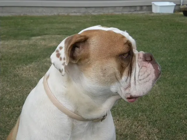 Alapaha Blue Blood Bulldog