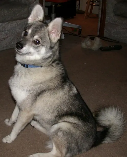 Alaskan Klee Kai