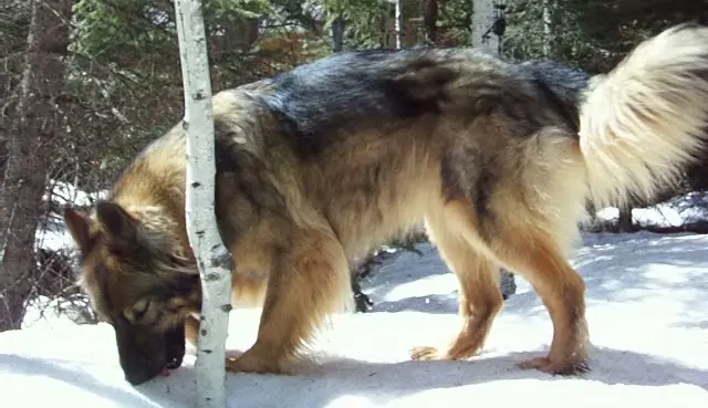 American Alsatian