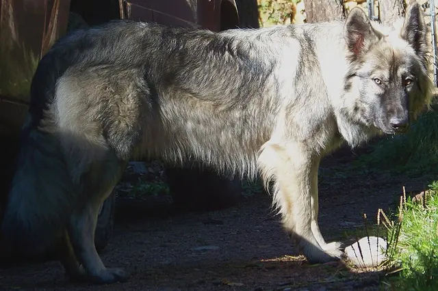 American Alsatian