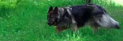 American Alsatian