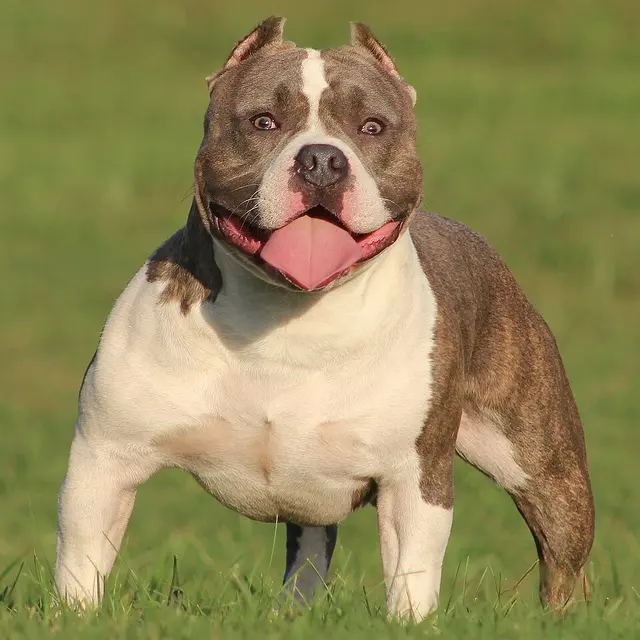 American Bully
