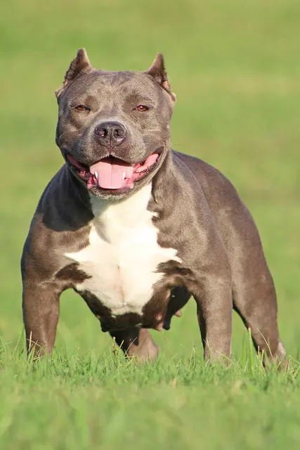 American Bully