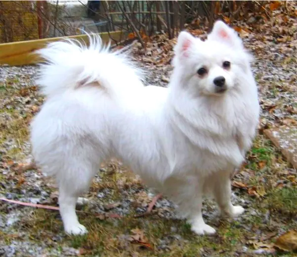 American Eskimo