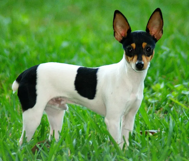 American Fox Terrier