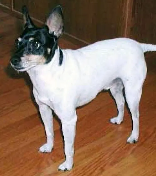 American Fox Terrier
