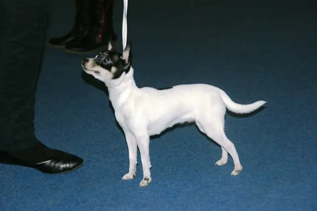 American Fox Terrier