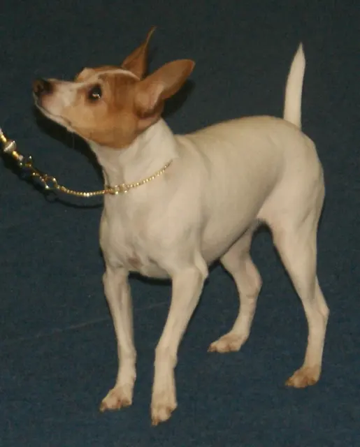 American Fox Terrier