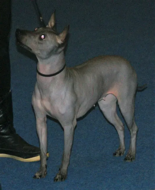 American Hairless Terrier