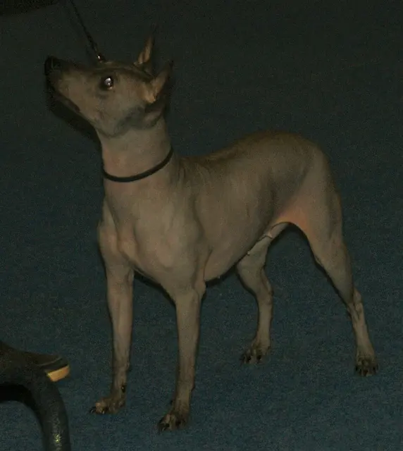 American Hairless Terrier