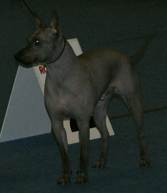 American Hairless Terrier