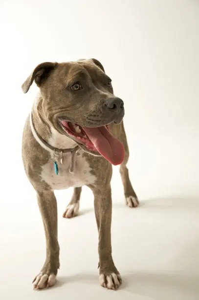 American Pit Bull Terrier