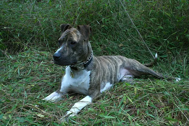 American Pit Bull Terrier