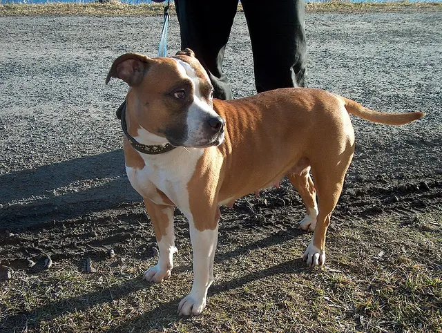 American staffordshire terrier