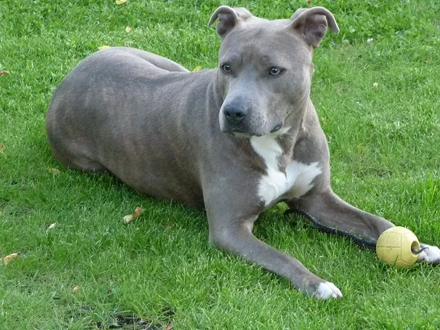 American staffordshire terrier