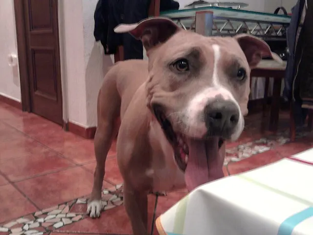 American staffordshire terrier