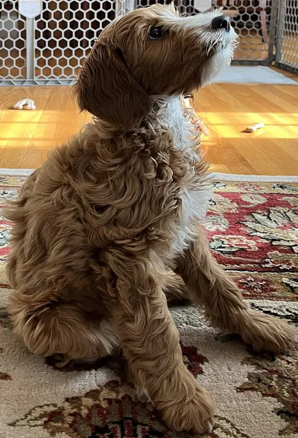 Australian Cobberdog