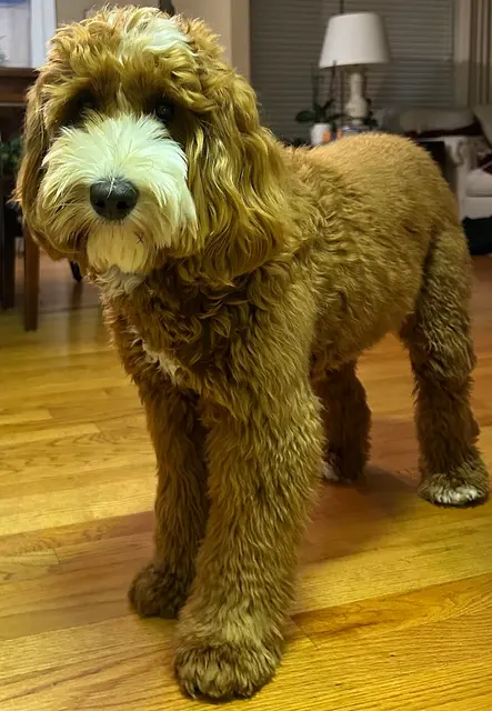 Australian Cobberdog