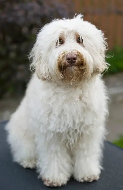 Australian Cobberdog