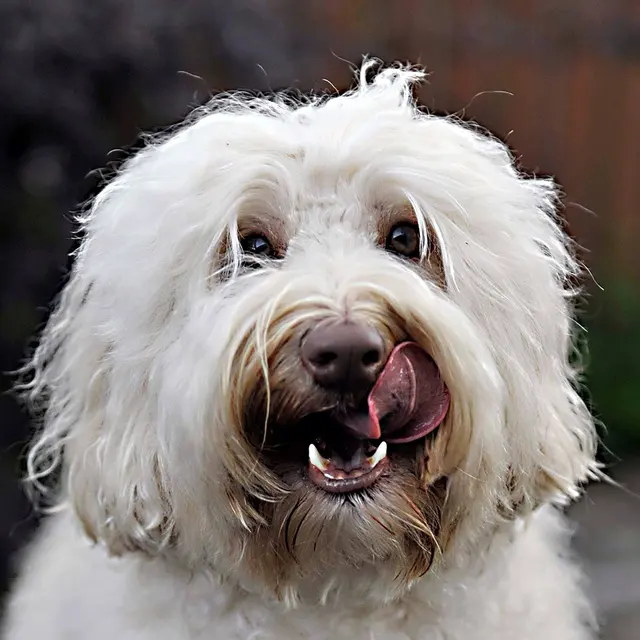Australian Cobberdog