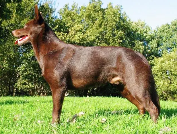 Australian Kelpie