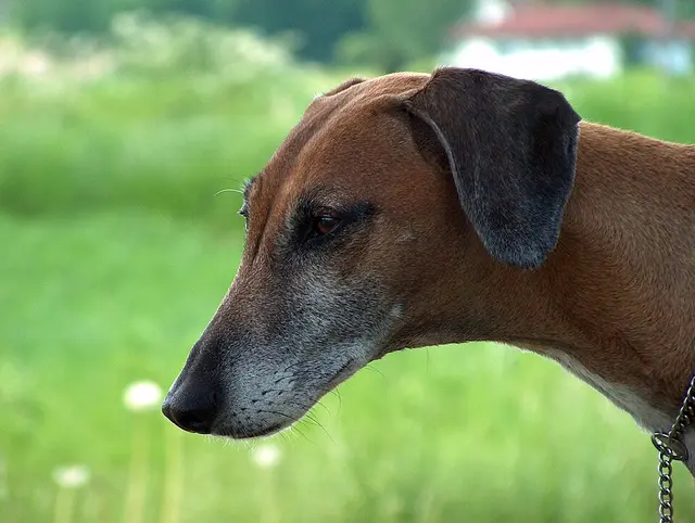 Azawakh