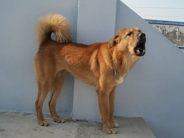 Bakharwal