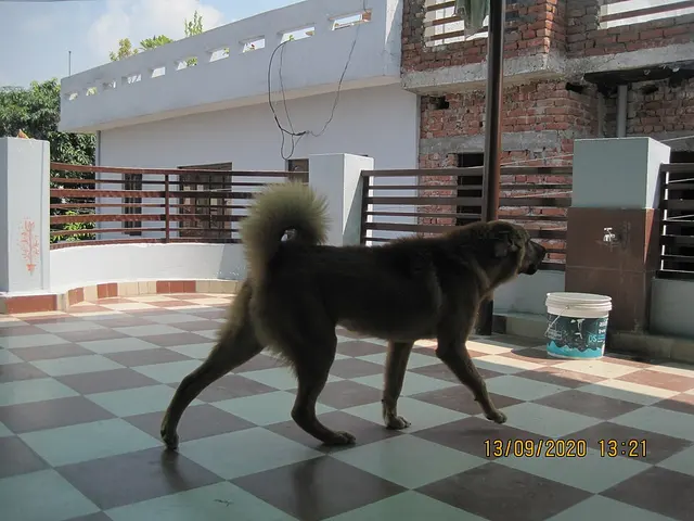 Bakharwal