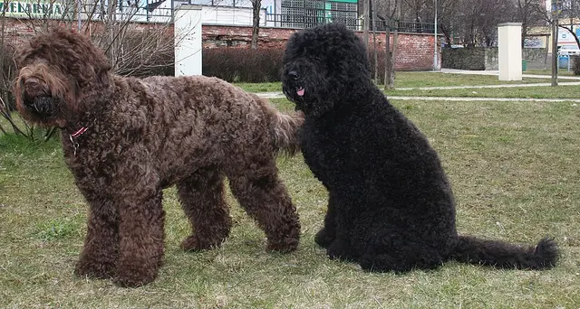 Barbet