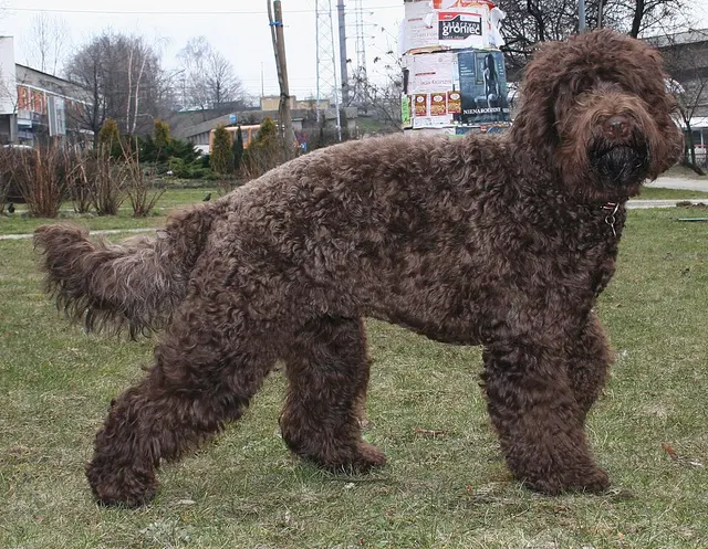 Barbet