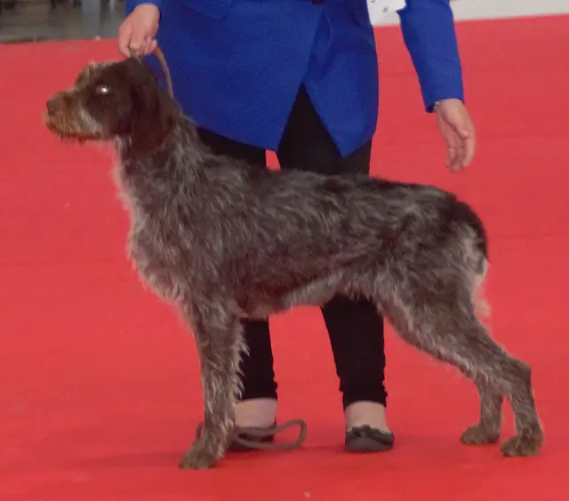 Barbu tchèque