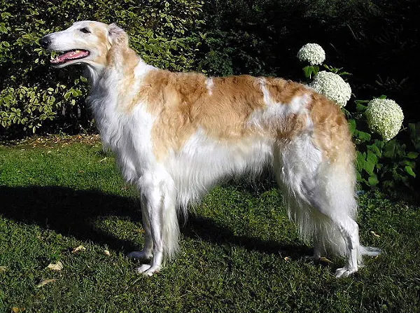 Barzoï