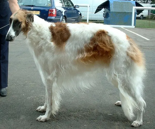 Barzoï