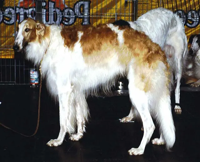 Barzoï