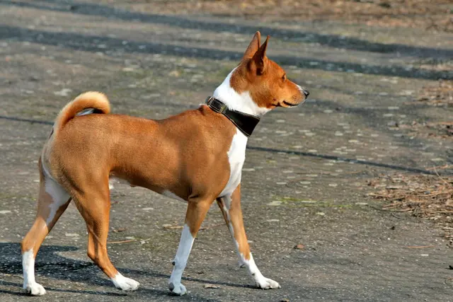 Basenji
