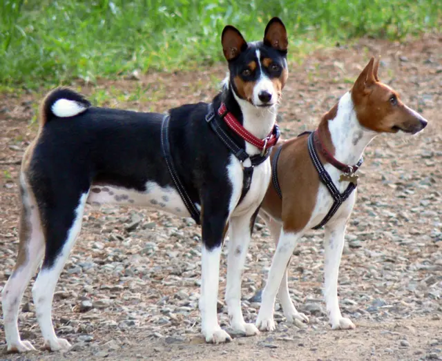 Basenji