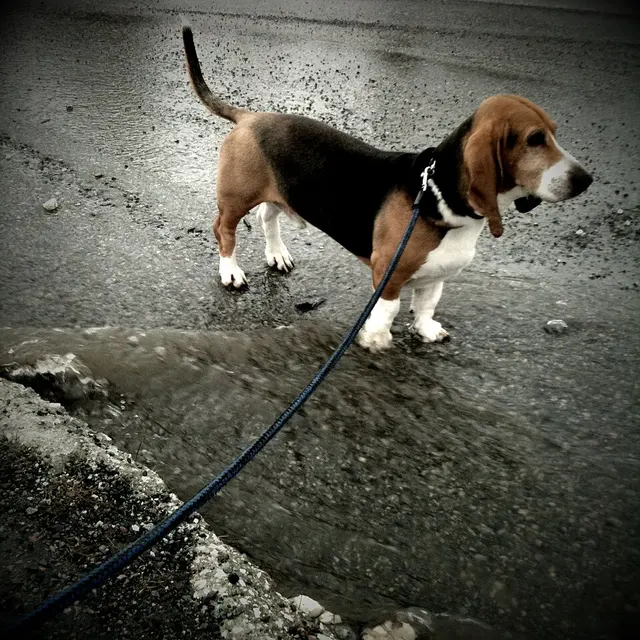 Basset artésien normand
